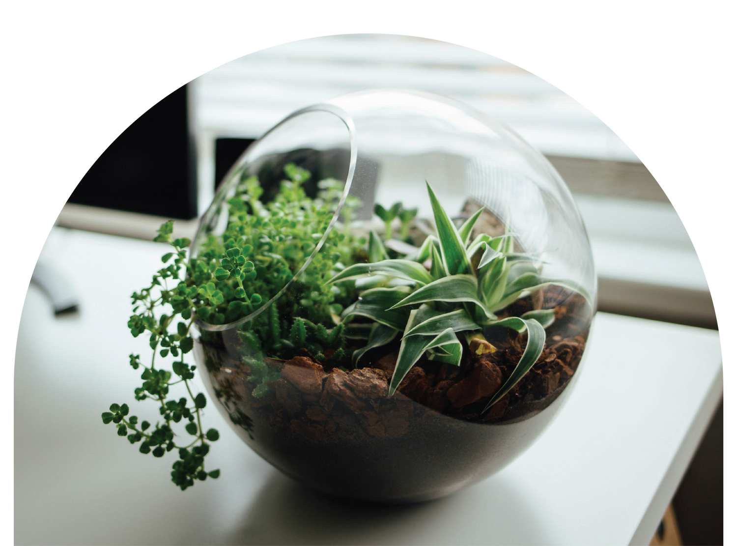Planters + Terrariums