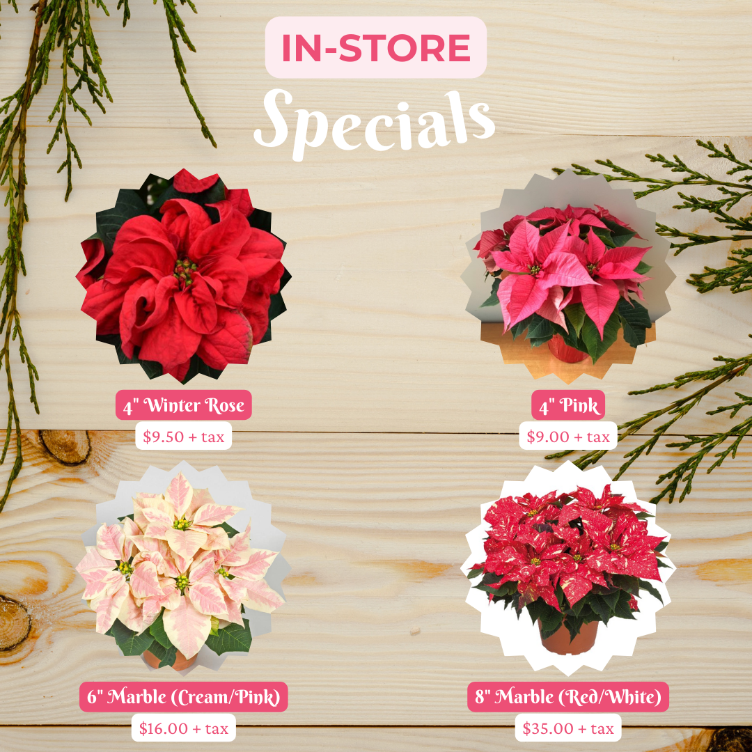 Poinsettia Pre-Orders