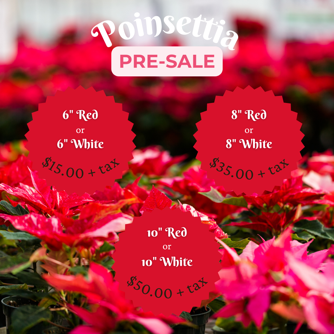 Poinsettia Pre-Orders