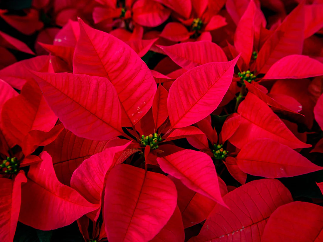 Poinsettia Pre-Orders