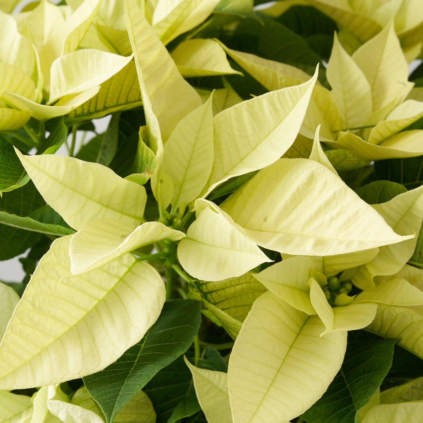 Poinsettia Pre-Orders